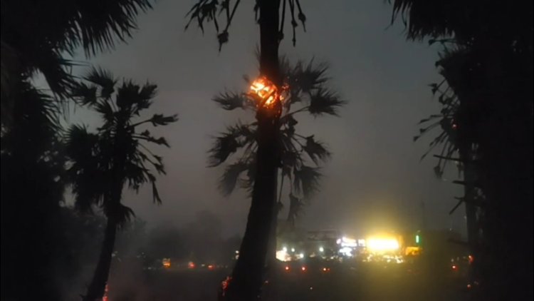 பனை மரங்களுக்கு தீ வைத்த மர்மநபர்கள்!