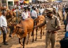 சட்ட நிபுணரும் அவரது தோழியும் மாடு திருடி சிக்கினார்! களவு போனவைகள் ஆந்திர சந்தையில் மீட்ட போலீசார்! ரிமாண்ட் செய்யப்படுவார்களா என மக்