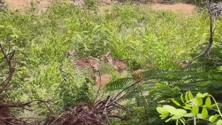காட்பாடி அருகே குடியிருப்பு பகுதிக்கு வரும் புள்ளிமான்கள்:ஆவின் பெயரில் ஆக்கிரமிப்பு...  வனத்துறை நடவடிக்கை எடுக்க பொதுமக்கள் கோரிக்கை!