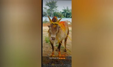 பக்தர்கள் நேர்த்திக்கடனாக வழங்கிய 30-க்கும் மேற்பட்ட கோயில் காளைகள் கசாப்பு கடைக்கு விற்பனை? முன்னாள் அறங்காவலர் தலைவர் மீது வழக்கு!